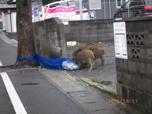 イノシシに遭遇