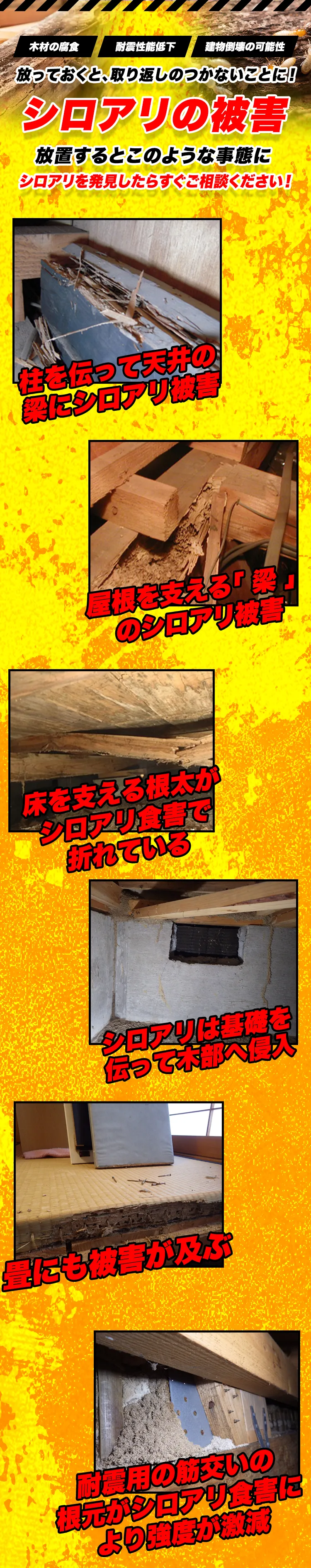 放っておくと、取り返しのつかないことに！シロアリの被害　放置するとこのような事態に　シロアリを発見したらすぐご相談ください！