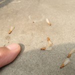 茶色の羽蟻は本格的に始動したようです