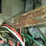 ベイト点検継続