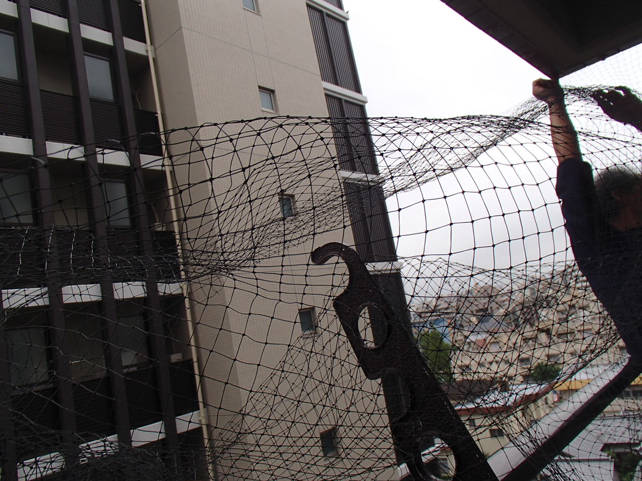 ハト 自宅 水巻町