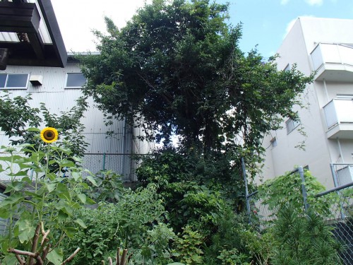 蜂駆除もする私共が蜂に刺されました