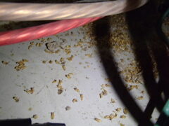 白蟻消毒のキャンペーンは本日で終了させて頂きました