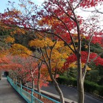 紅葉