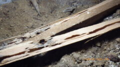 増税前のシロアリ予防消毒