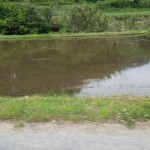 【築上郡】築上町より、白蟻のハネアリ調査見積のご依頼を