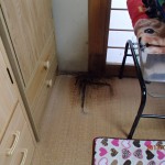 【北九州市】八幡西区にてイエシロアリの白蟻調査見積