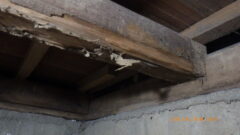 【遠賀郡】うちは羽ありはいるけど白ありはいない？