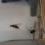 【北九州市】この羽アリはシロアリではありません