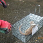 害獣駆除　中間市