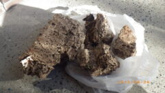 【北九州市】建築デザインの会社様より白ありの調査依頼