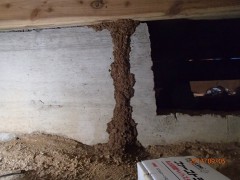 羽アリ 八幡東区