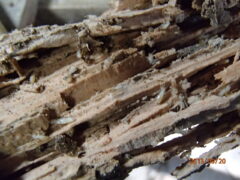 門司区　シロアリ駆除