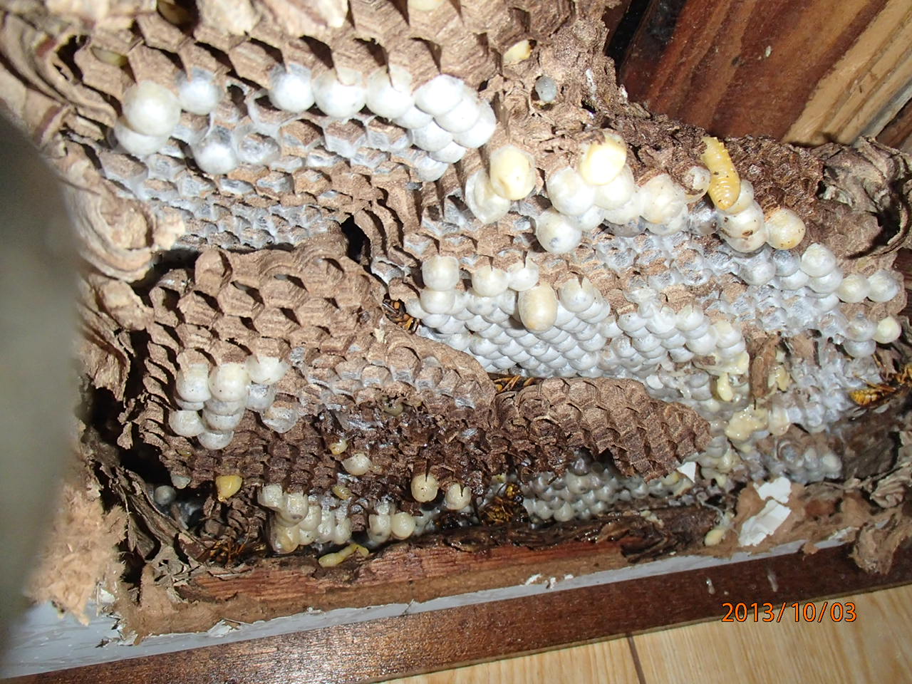 ハチ駆除 戸畑区