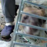 害獣駆除 粕屋町