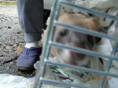 害獣駆除 粕屋町