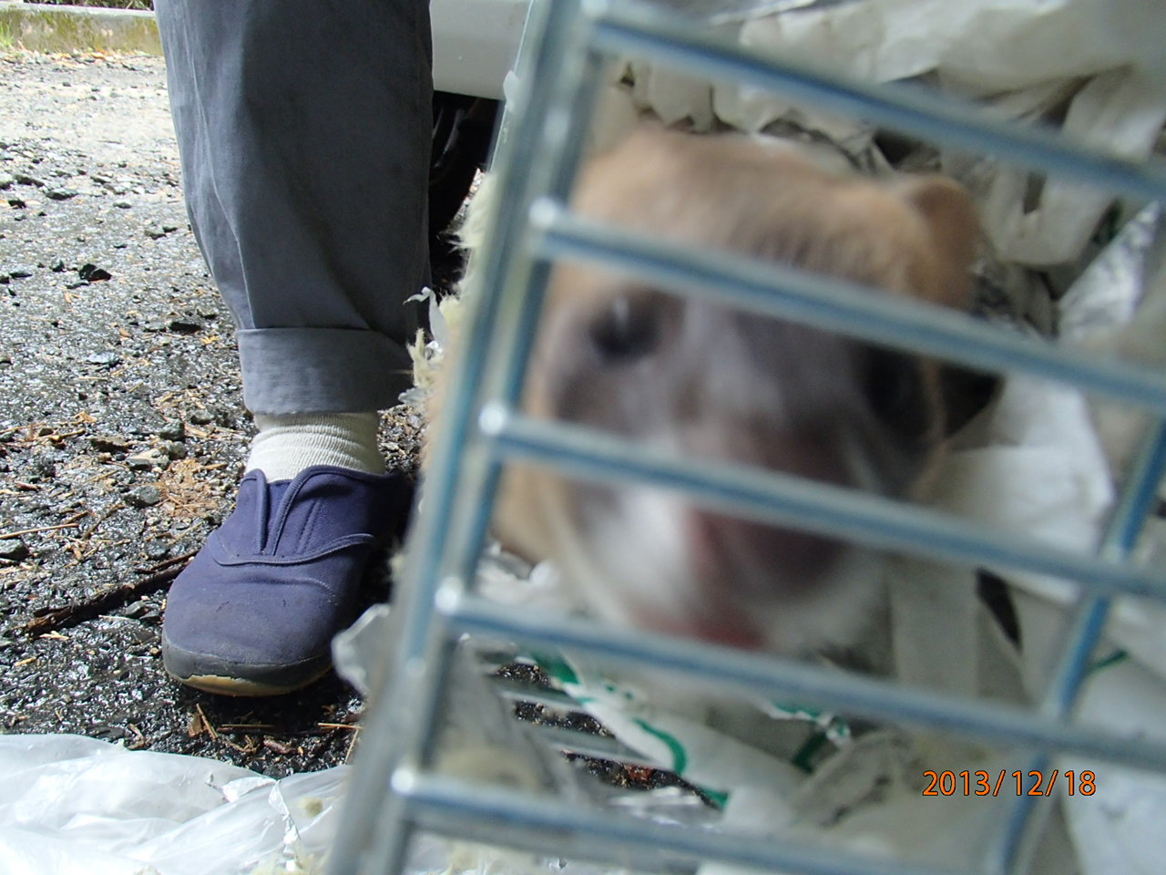 害獣駆除 粕屋町