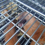 【福岡市東区の害獣駆除】屋根裏の足音・鳴き声・糞被害は要注意！プロが原因と対策を解説