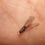 羽アリ大量発生