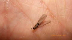 羽アリ大量発生