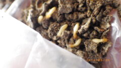 白蟻のセミナー参加で福岡市へ