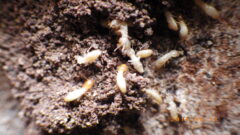 シロアリ駆除 減価償却