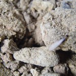 白ありのハネアリと気温の関係