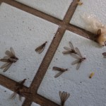 山口県宇部市でシロアリに似た虫の羽アリ駆除業者は”あい営繕”
