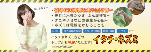福岡市で害獣駆除業者を探すなら実績多数の【あい営繕】