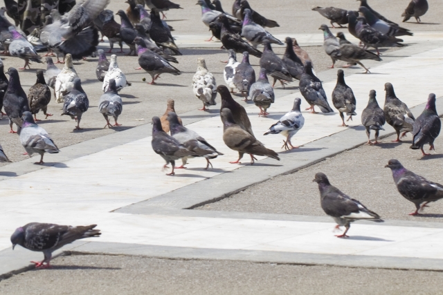 鳩のフン害に困って駆除を検討の時に役立つ記事