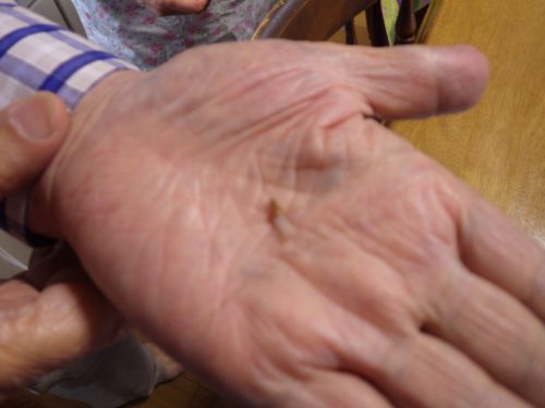 羽のない茶色の虫はイエシロアリです|羽アリに似た虫?
