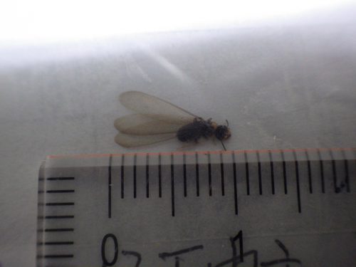 黒い羽アリの正体は？見分け方と正しい駆除方法を専門家が解説！