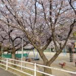 桜の花が満開のなか、四月朔日詣り