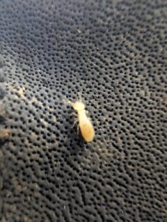 ヤマトシロアリ　八幡西区