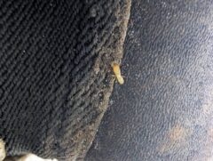 ヤマトシロアリ　八幡西区