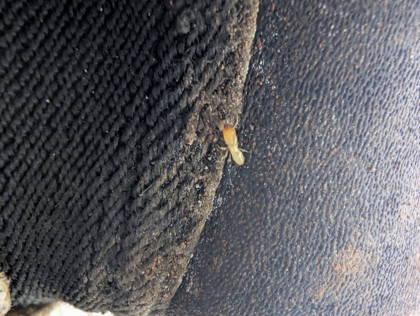 ヤマトシロアリ　八幡西区