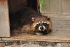 アライグマ駆除　春日市