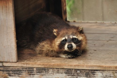 夜中に動き回る屋根裏の害獣はアライグマでした 福岡 北九州 下関のシロアリ駆除 害獣駆除なら 株 あい営繕へ