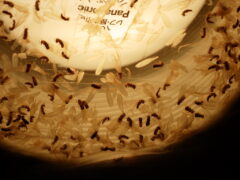 昨晩6月9日に羽アリを見た方は多いようです