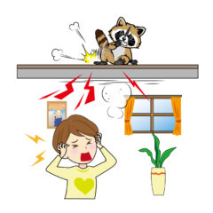 アライグマ被害　豊前市