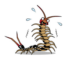 下関市　ムカデ駆除