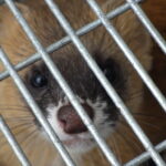 イタチ駆除 筑紫野市で失敗しない対策ガイド