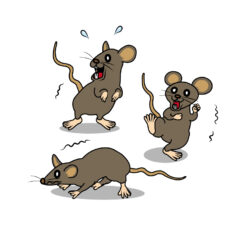 ネズミ駆除 壁の中