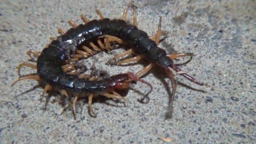 ムカデ出現 家の中にムカデがいるのはなぜ その原因を知ろう 福岡 北九州 下関のシロアリ駆除 害獣駆除はあい営繕へ ムカデ出現 家の中にムカデがいるのはなぜ その原因を知ろう 福岡 北九州 下関のシロアリ駆除 害獣駆除はあい営繕へ