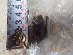 アブラコウモリ