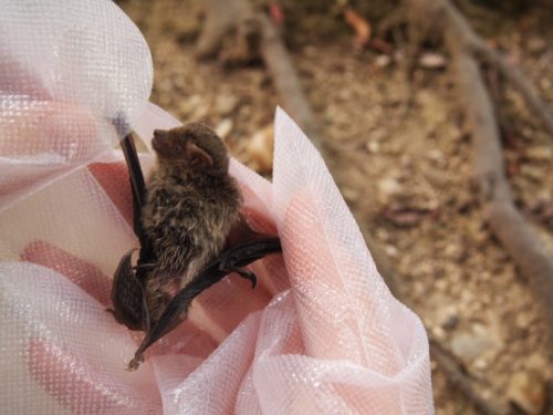 コウモリ駆除を自分でやってみたい 福岡 北九州 下関のシロアリ駆除 害獣駆除はあい営繕へ