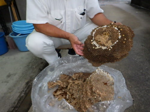 スズメバチの駆除を自分でやってみようと挑戦する方へ