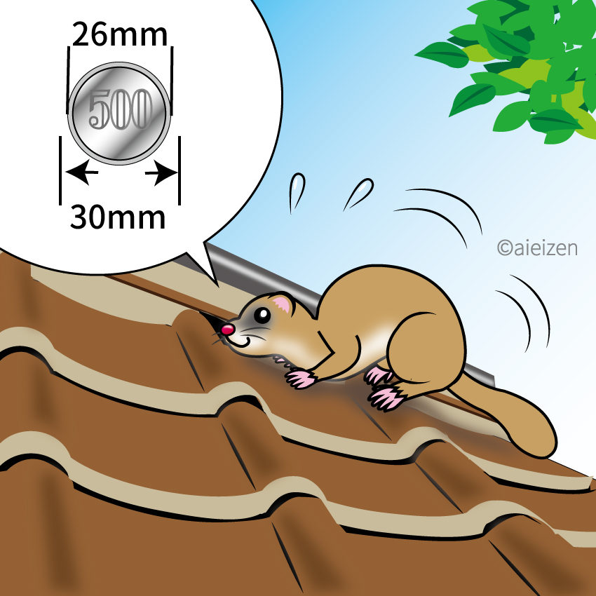 イタチ駆除 水巻町