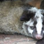屋根裏動物のハクビシンが我家にも？見分け方や駆除方法｜料金目安