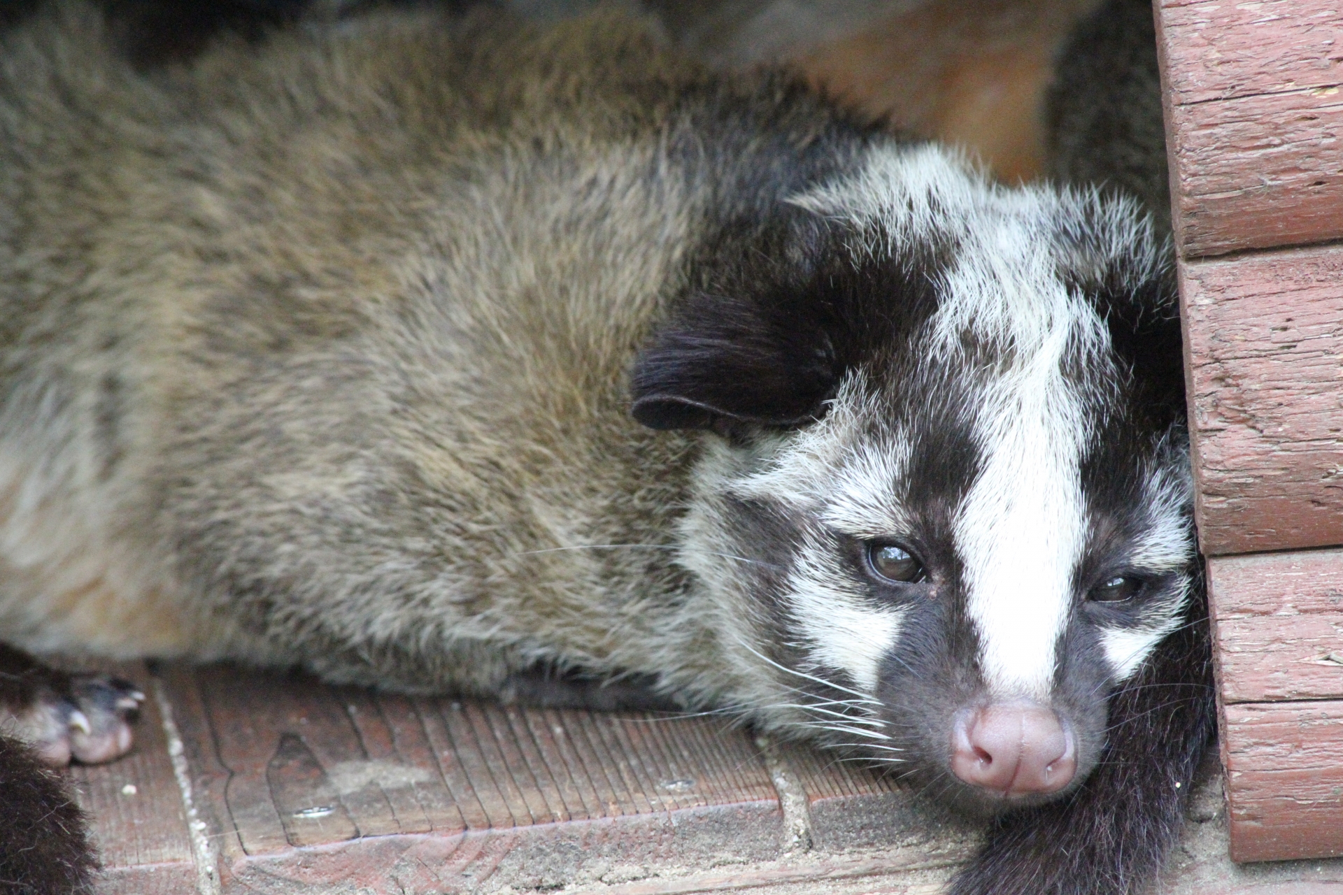 屋根裏動物のハクビシンが我家にも 見分け方や駆除方法 料金目安 福岡 北九州 下関のシロアリ駆除 害獣駆除なら 株 あい営繕へ